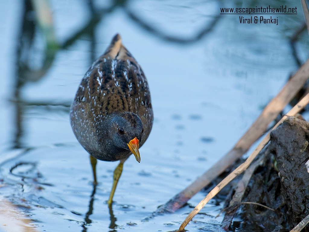 Spotted Crake